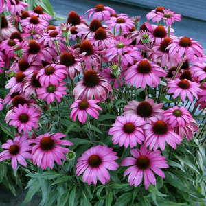 PRIMA™ Berry Coneflower, Echinacea, Echinacea 'Berry'